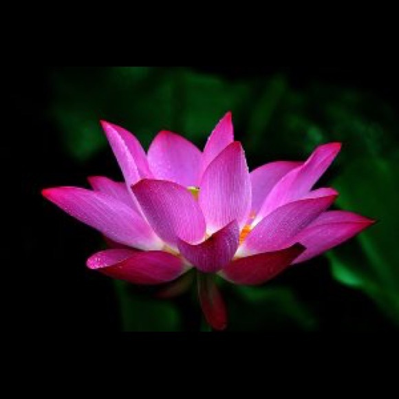 Meet your Posher, Elizabeth - Picture 1 of 1